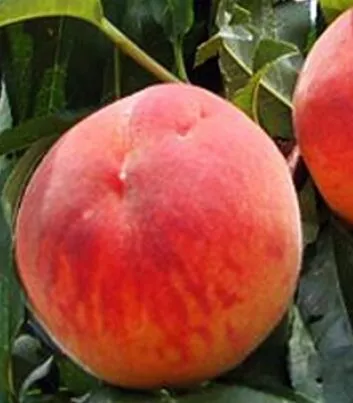 Incrocio Pieri őszibarackfa