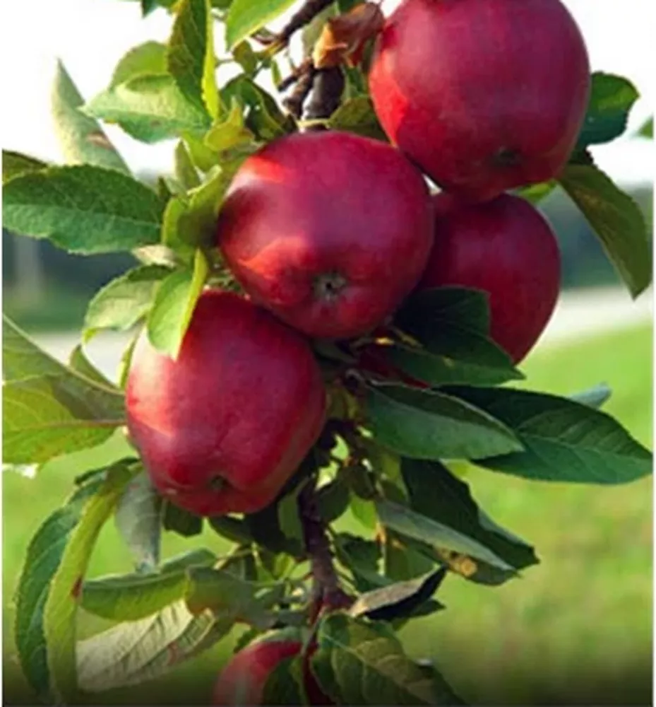 Jonathan csány 1 almafa