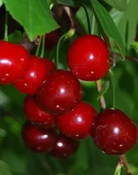 Kántorjánosi 3 meggyfa