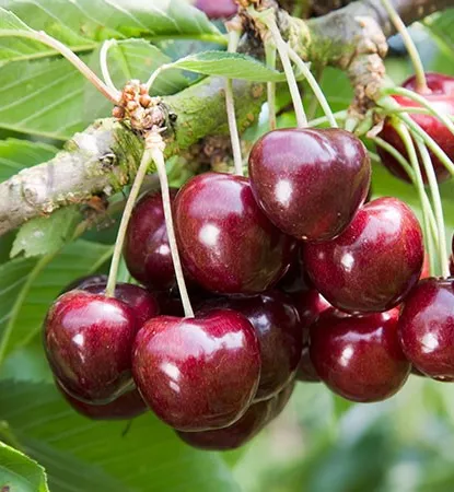 Katalin cseresznyefa