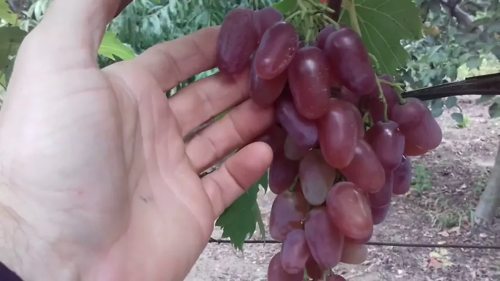 Kira csemegeszőlő oltvány