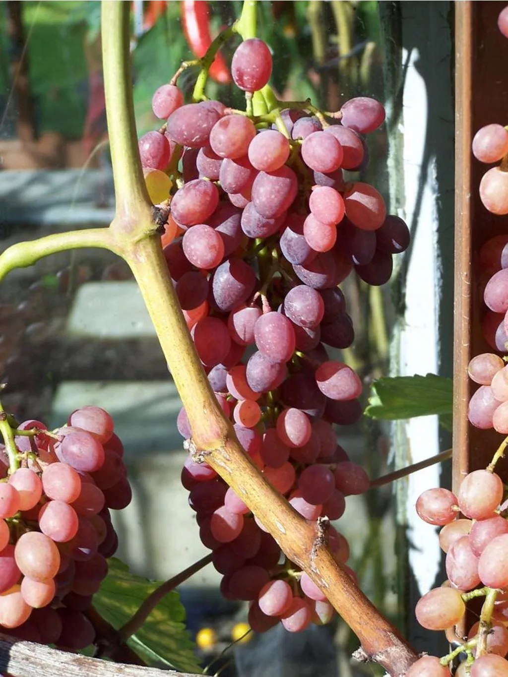 Kishmish Zaporozhye csemegeszőlő oltvány (magnélküli)