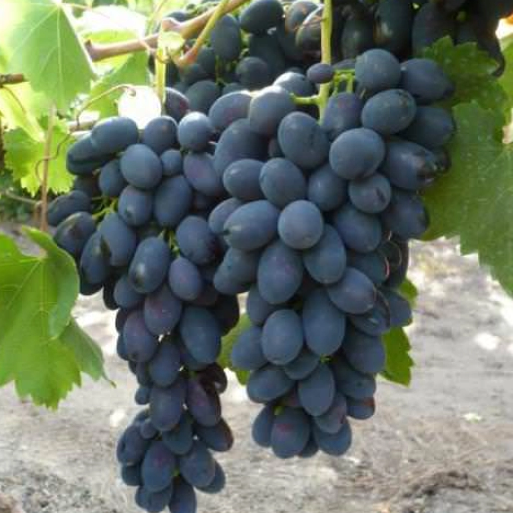 Kodrianka csemegeszőlő oltvány