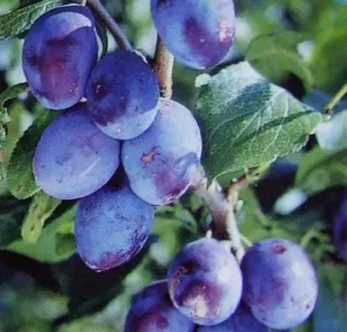 Korai besztercei szilvafa