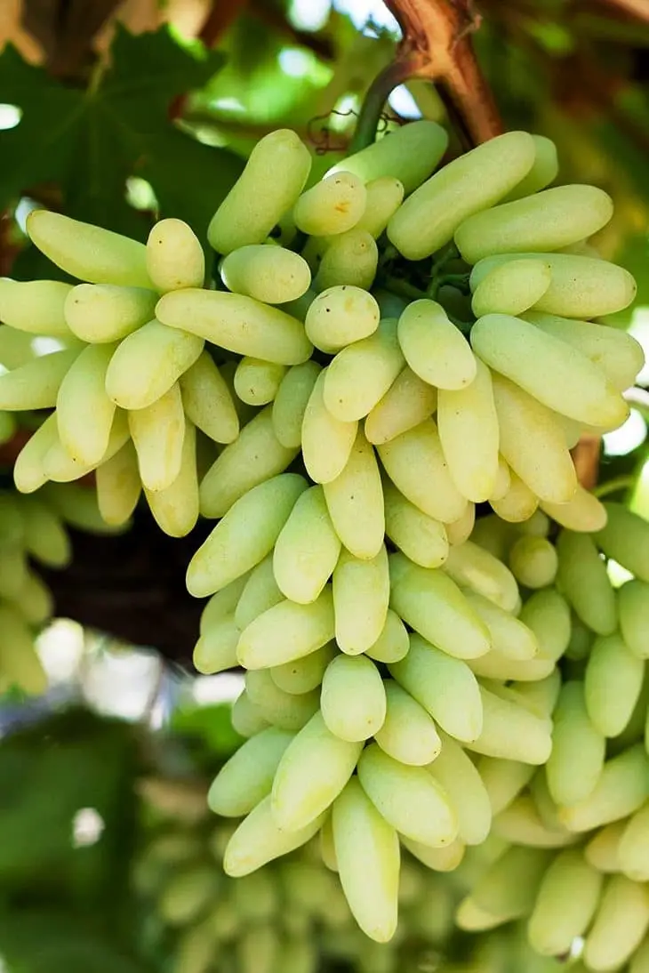 Lamborghini csemegeszőlő oltvány