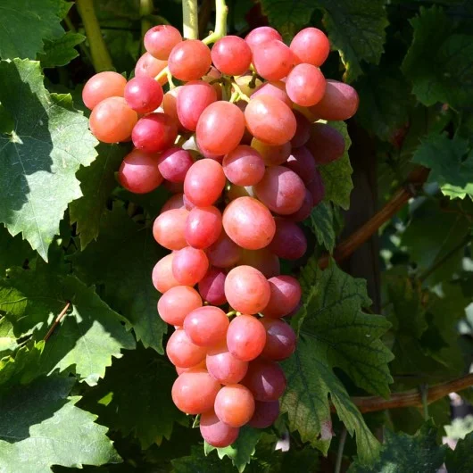 Livia csemegeszőlő oltvány