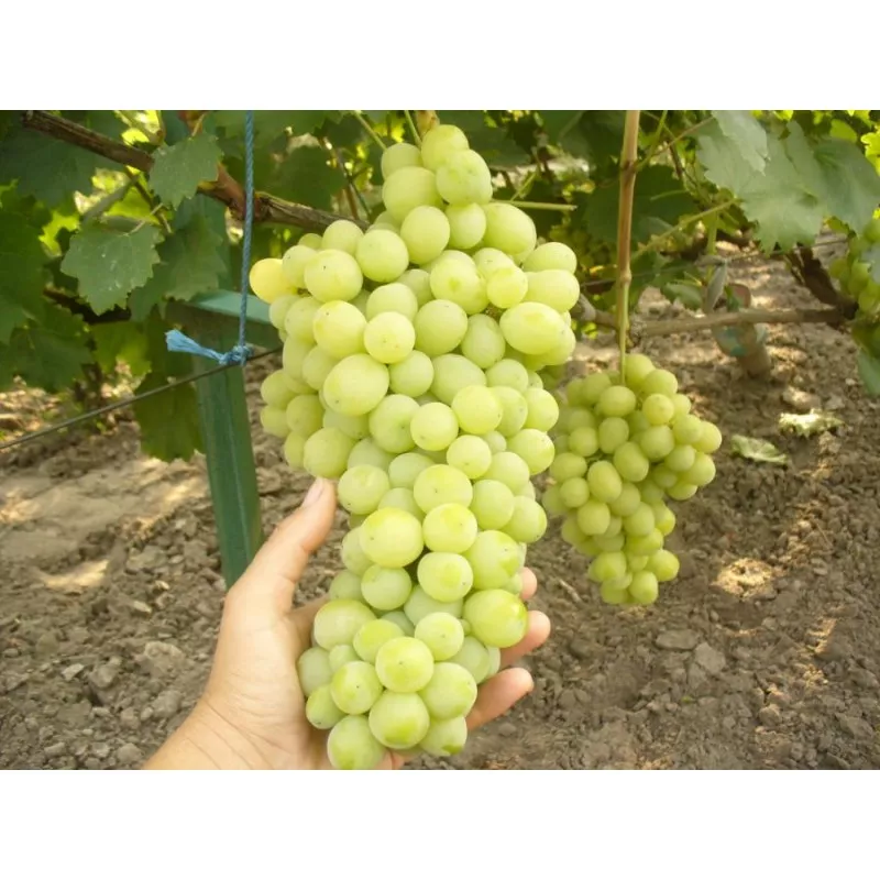 Lora (Flora) csemegeszőlő oltvány