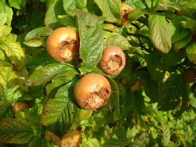 Macrocarpa naspolyafa