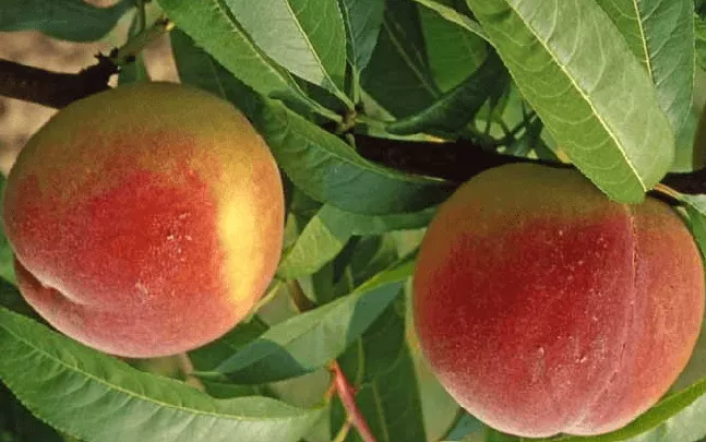 Maria Bianca őszibarackfa