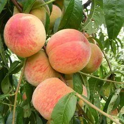 Mariska őszibarackfa