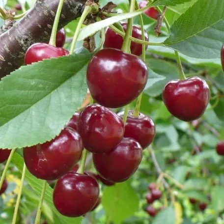 Meteor korai meggyfa