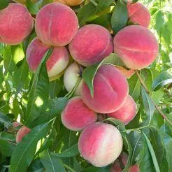 Michelini őszibarackfa