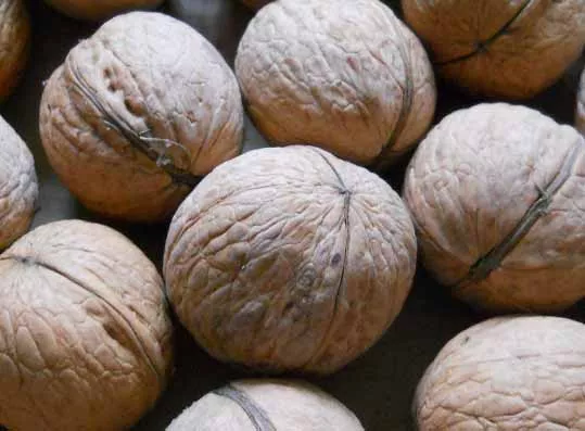 Milotai 10 dióoltvány