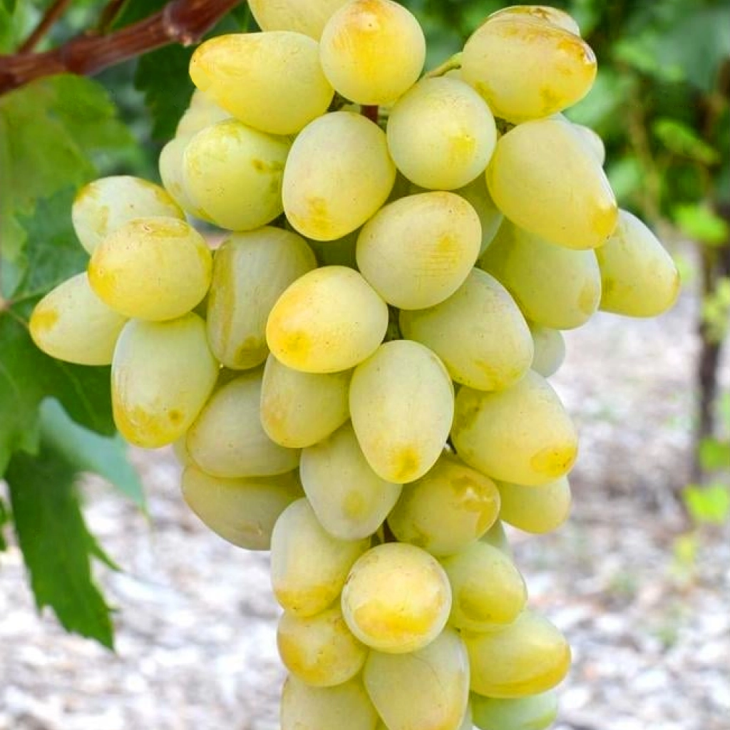 Monarch csemegeszőlő oltvány