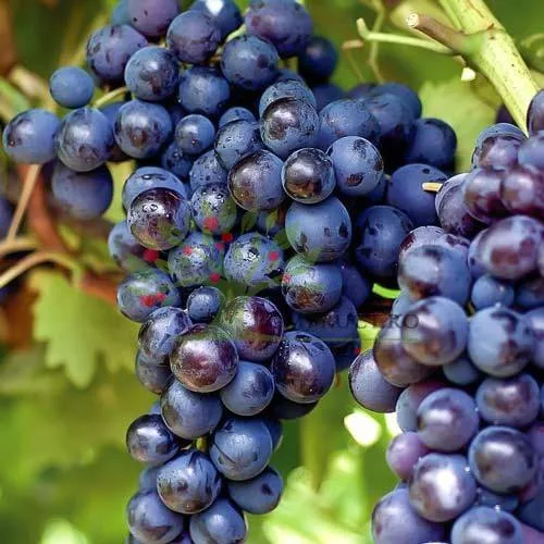 Muscat Odeskiy csemegeszőlő oltvány