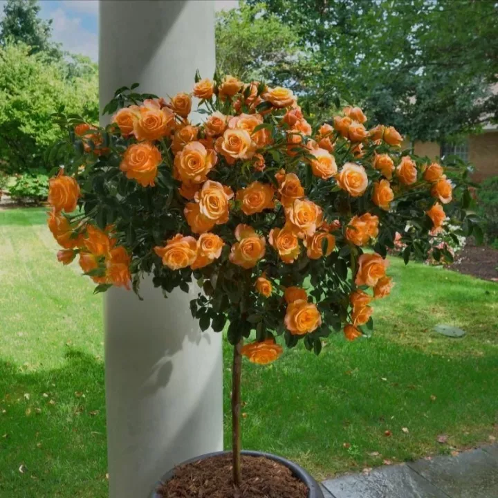 Narancssárga rózsa