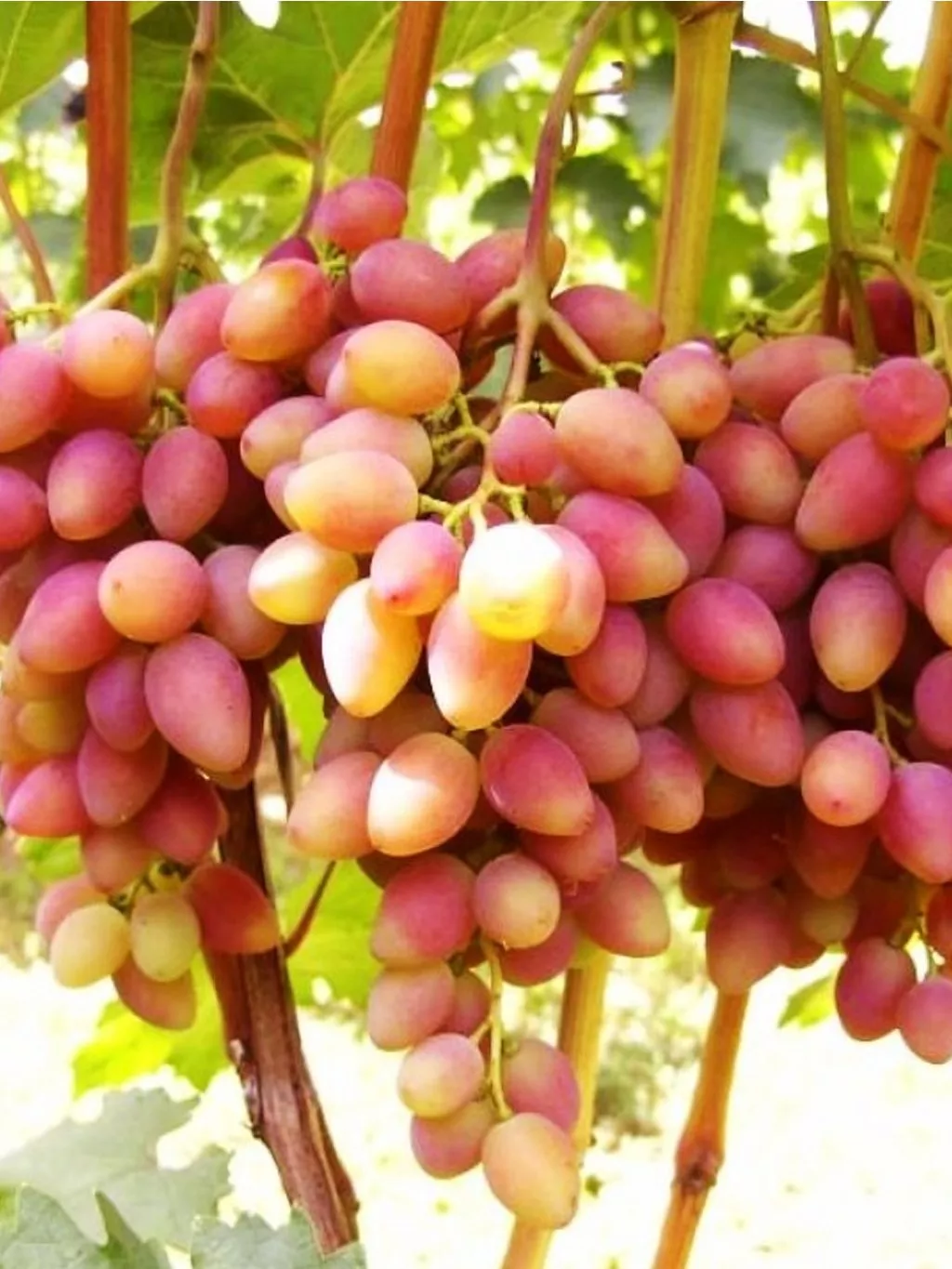 Nika csemegeszőlő oltvány