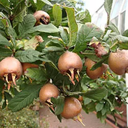 Nottingham naspolyafa (Angol,holland)