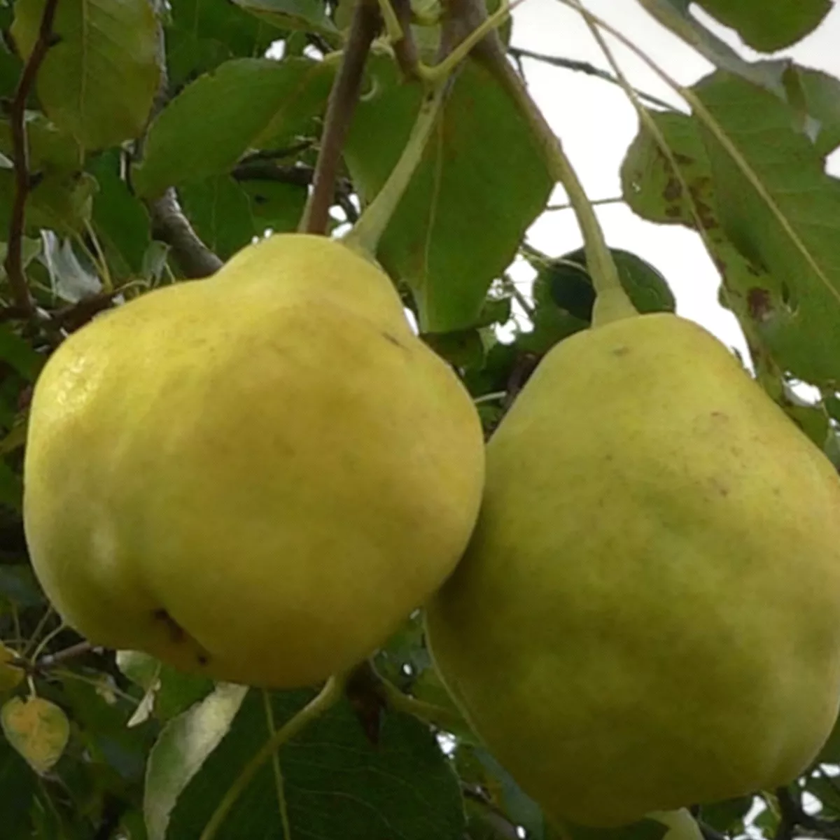 Nyári Kálmán körtefa