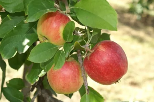 Nyári fontos almafa