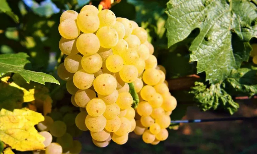 Olympus ukrán csemegeszőlő