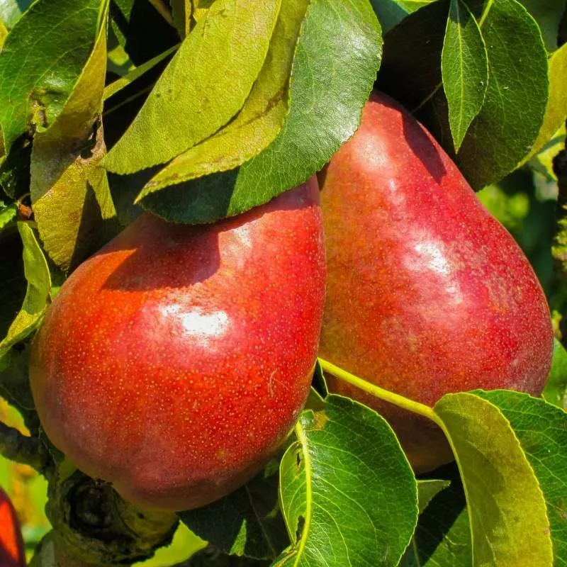 Piros Vilmos körtefa