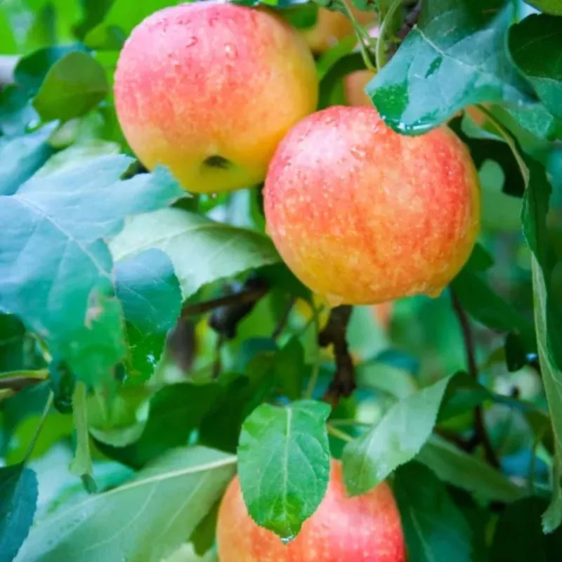 Pomforyou Lancelot almafa