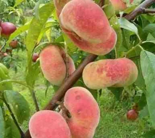 Remény lapos őszibarackfa