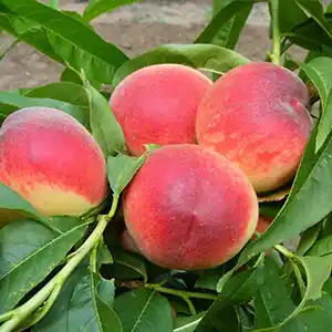 Royal Summer (Zainus) őszibarackfa