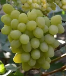 Senator csemegeszőlő oltvány