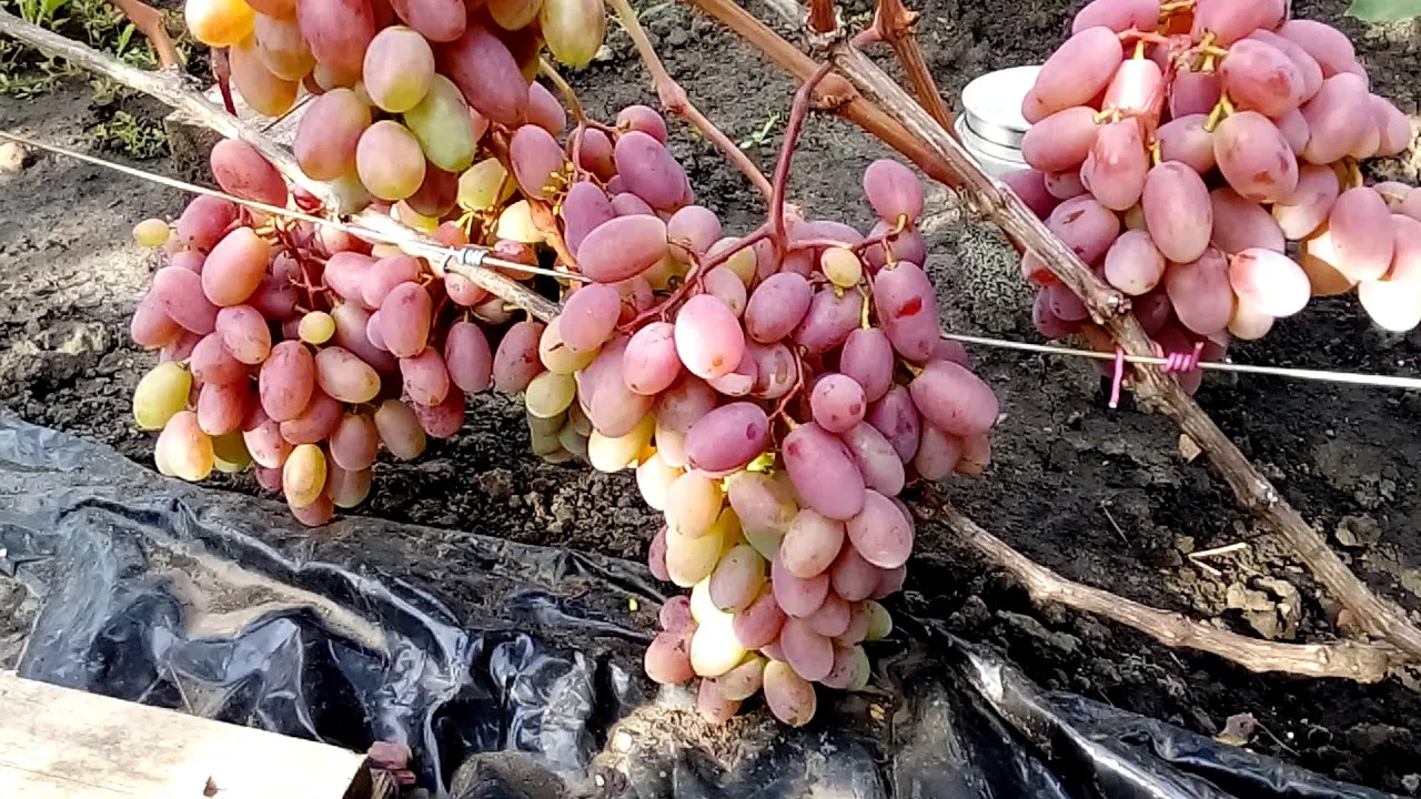 Sensation csemegeszőlő oltvány