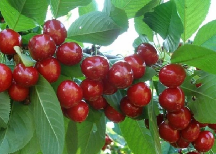 Solymári gömbölyű cseresznyefa