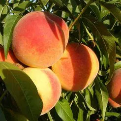 Suncrest őszibarackfa