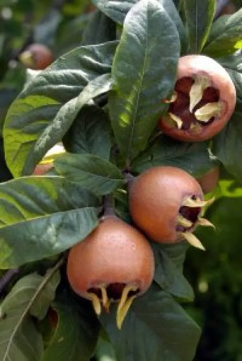 Szentesi rózsa naspolyafa