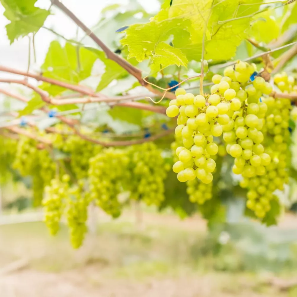 Széllökések Királynője csemegeszőlő oltvány