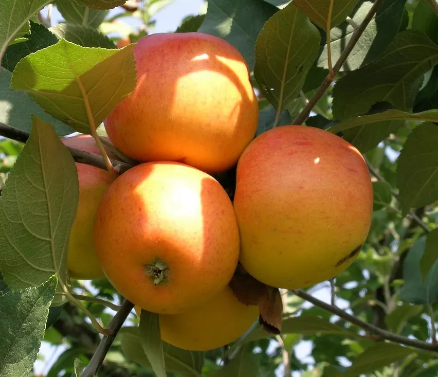 Téli arany parmen almafa