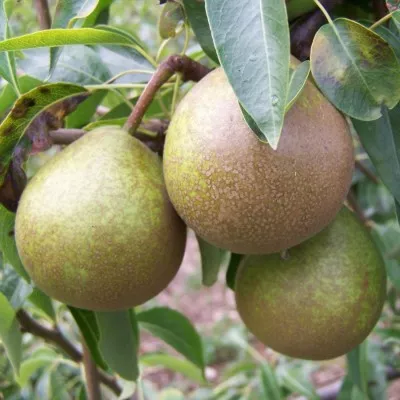 Téli esperes körtefa