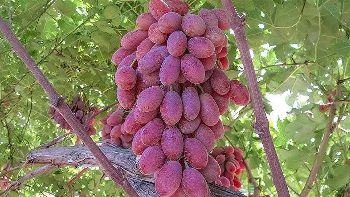 Titan csemegeszőlő oltvány