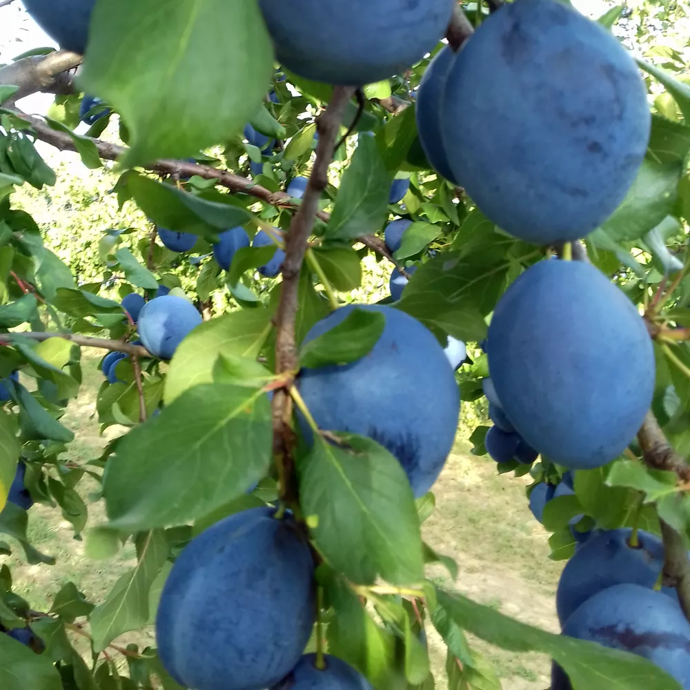 Topend Plus szilvafa