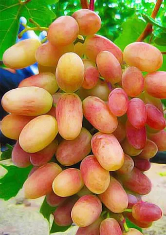 Transformation (Preobrazsenie) csemegeszőlő oltvány