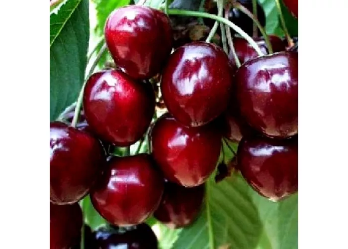 Valerij Cskalov cseresznyefa