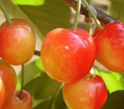 Vega tarka cseresznyefa