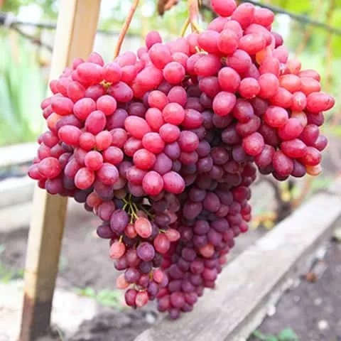 Veles csemegeszőlő oltvány (magnélküli)