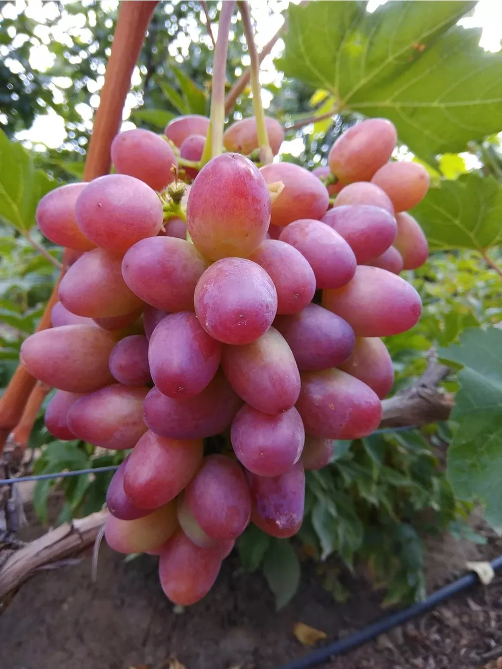 Victor csemegeszőlő oltvány