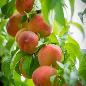 White Lady (Zaidy) őszibarackfa