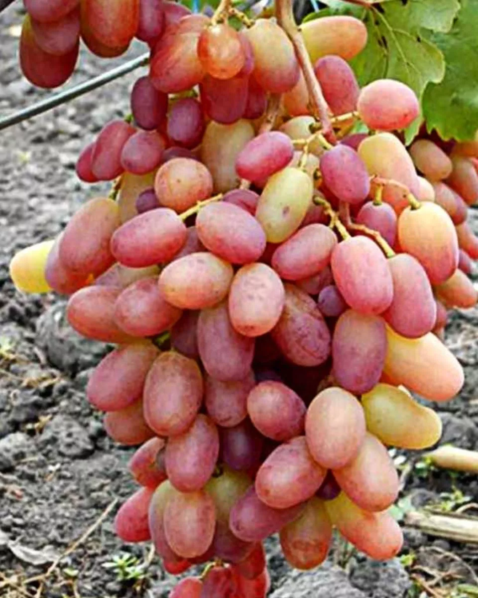 Yubilei Novocherkasska csemegeszőlő oltvány