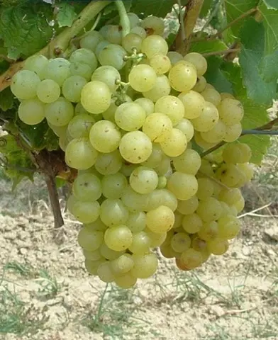 Zeus csemegeszőlő oltvány